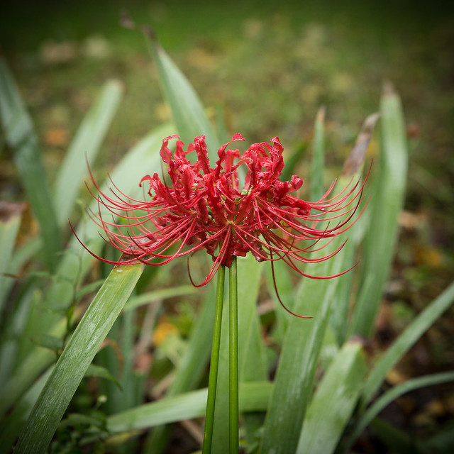 Lycoras Radiata - Red Spider Lily (aka Hurricane Lily)