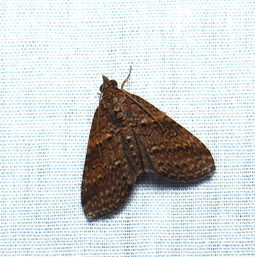 moth lepidoptera sarawak malaysia borneo kelabithighlands taxonomy:order=lepidoptera geo:country=malaysia stictopterinae euteliidae taxonomy:family=euteliidae евтелииновые