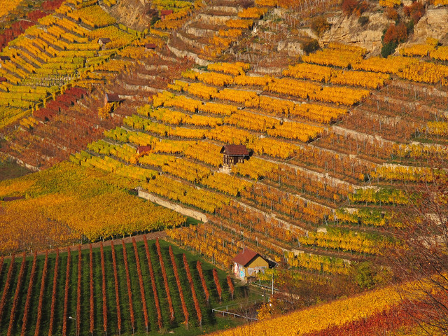 Terraced Vineyard in Autumn - Stuttgart, Germany