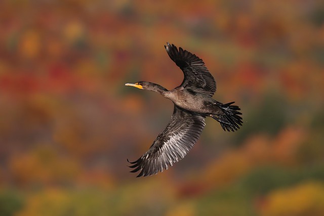 Cormoran à aigrettes / double-crested cormorant