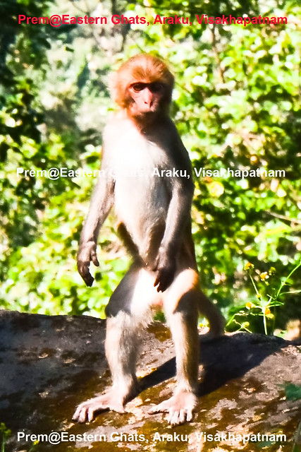 monkey-standing-on-2-legs-copy