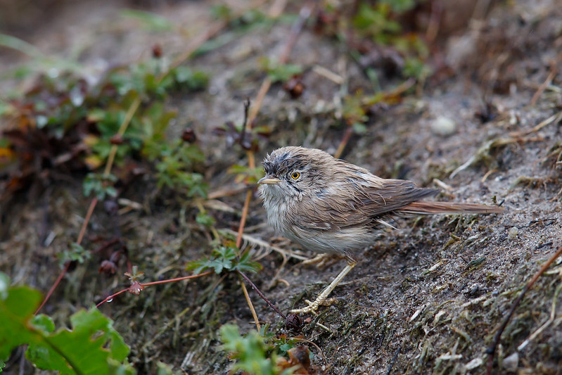 Curruca nana | Asian Desert Warbler | ökensångare