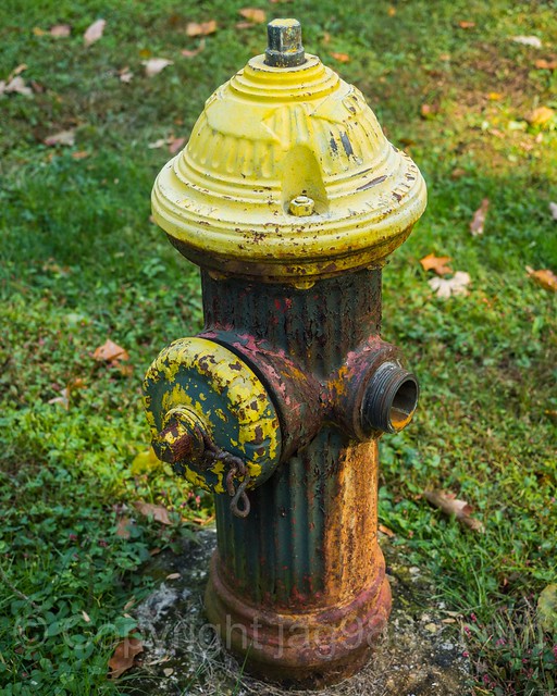 Yellow Fire Hydrant at The New York Botanical Garden, New York City