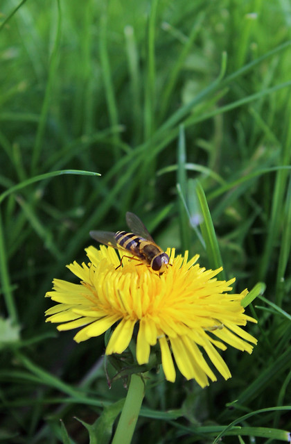 Wasp ( or is it a hover fly?) on a dandelion.