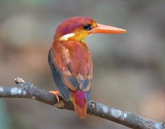 Rufous-backed Kingfisher