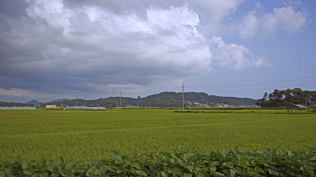 Rural Landscape in Gimpo, South Korea