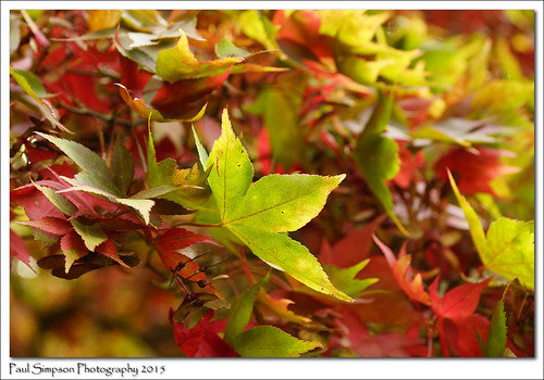autumn red fall nature leaves season leaf fallcolors autumncolours naturalworld colorsoffall photosof imageof imagesforsale photoof coloursofautumn acertree autumnviews imagesof sonya77 paulsimpsonphotography october2015