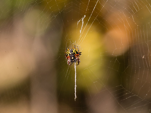 summer animals spider bush bokeh web arachnid colourful weaving orbweaver jewelspider christmasspider austracanthaminax semirural ventralview