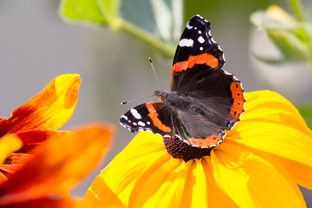 Red Admiral on yellow flower