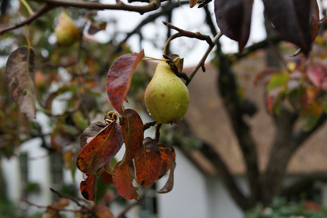 Pears in Autumn