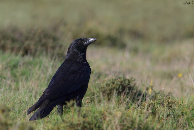 Gralha-preta, Carrion Crow (Corvus corone) - em Liberdade  [WildLife]