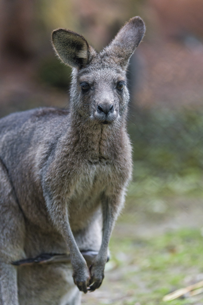 Portrait of a kangraroo