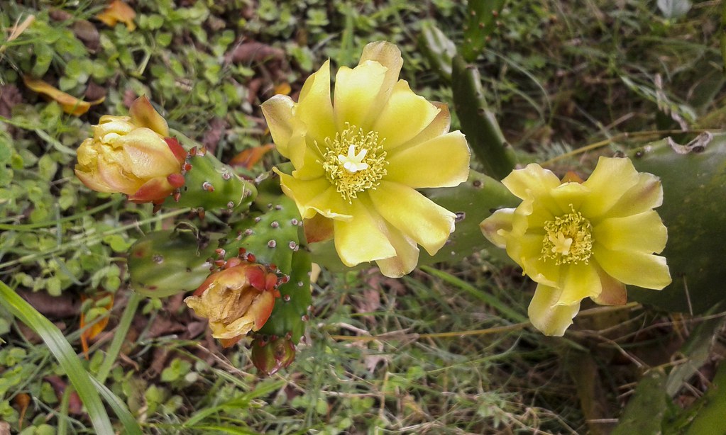 Flores de cactus (série com 6 fotos) // Cactus flowers (se… | Flickr