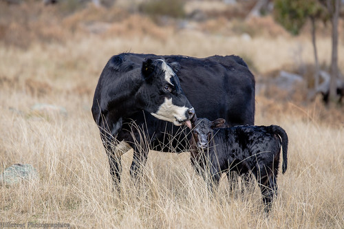 baby love cow mother lick clean calf