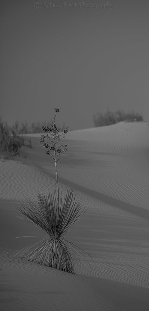 White Sands DSC_4853
