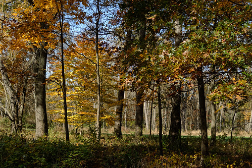 autumn tree fall colors drive nikon october michigan funeral driveway v2 battlecreek 2015 calhouncounty 2982 1v2 fortcusternationalcemetery nikon1v2