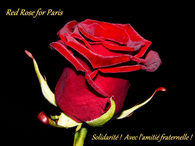 RED ROSE for PARIS FRANCE