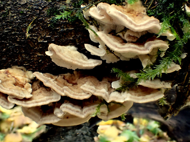 5 Bracket Fungi