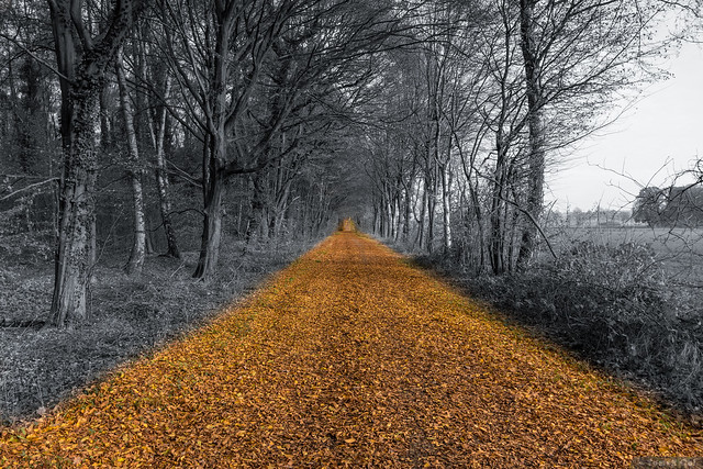 follow the yellow brick road...