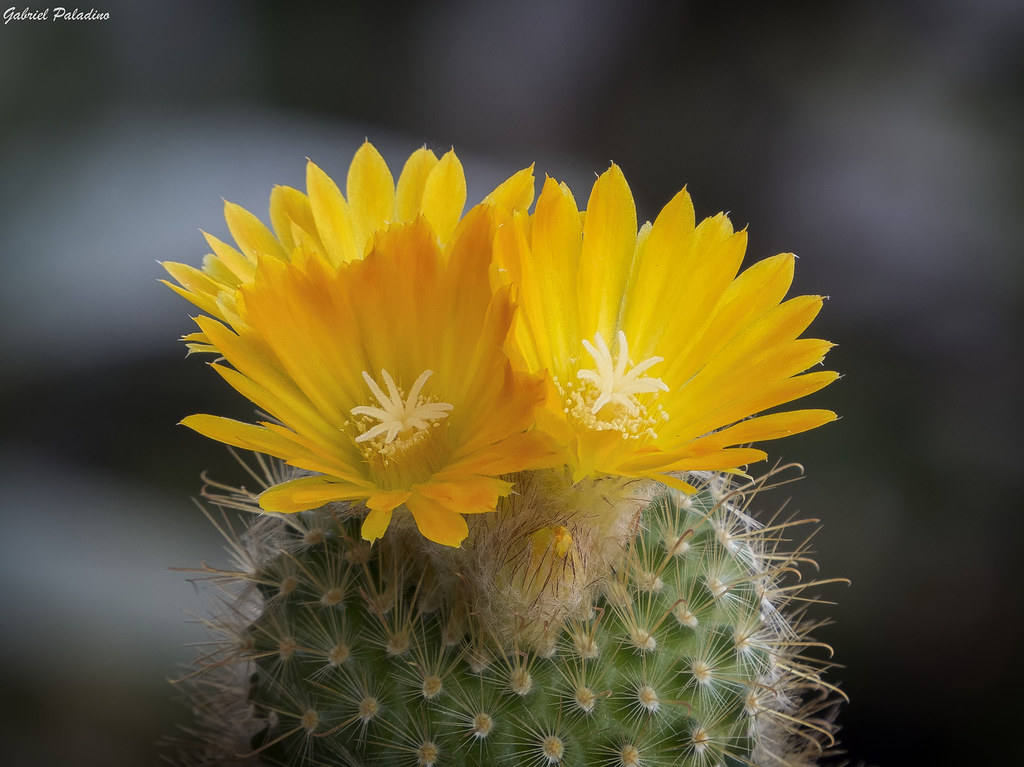 Parodea Parodia Microsperma