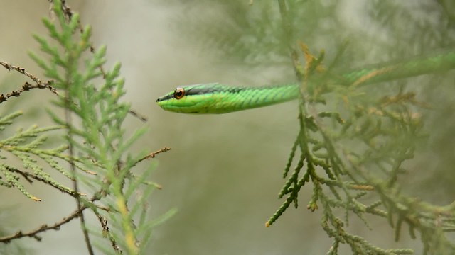 Culebra Verde De la Hispaniola /Hispaniolan Green Short-snouted snake (Uromacer catesbyi )