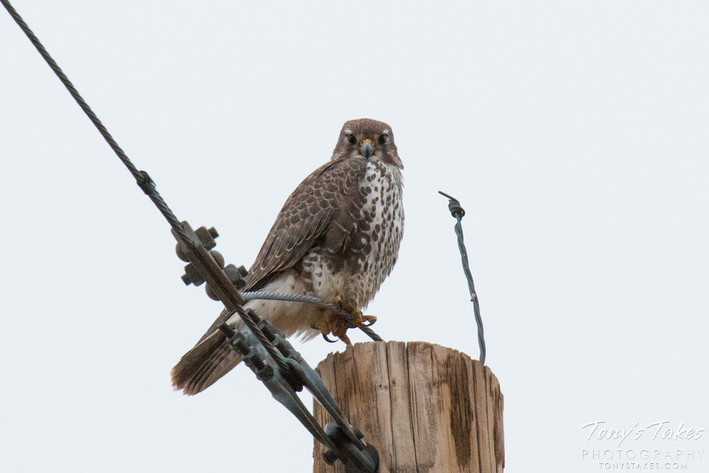 A Prairie Falcon gives a serious look. (© Tony’s Takes)