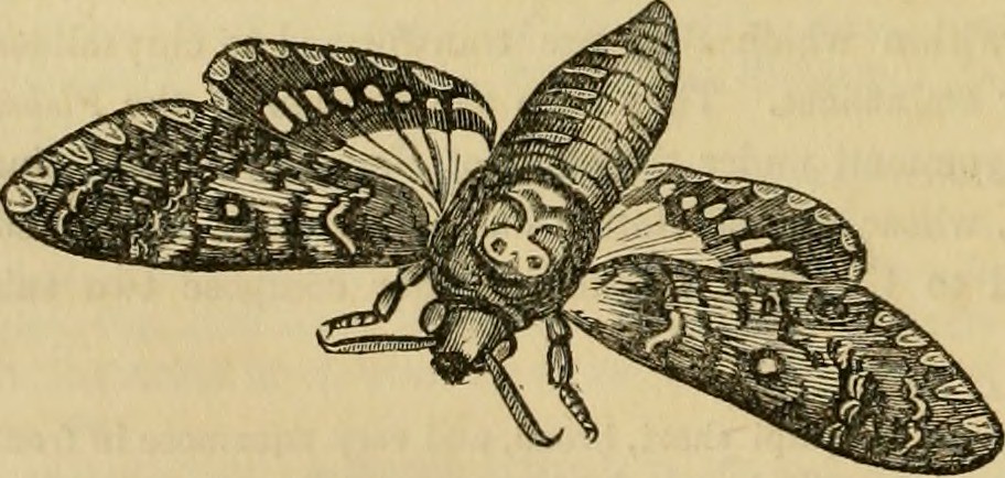 Image From Page 619 Of Cuvier S Animal Kingdom Arranged Flickr