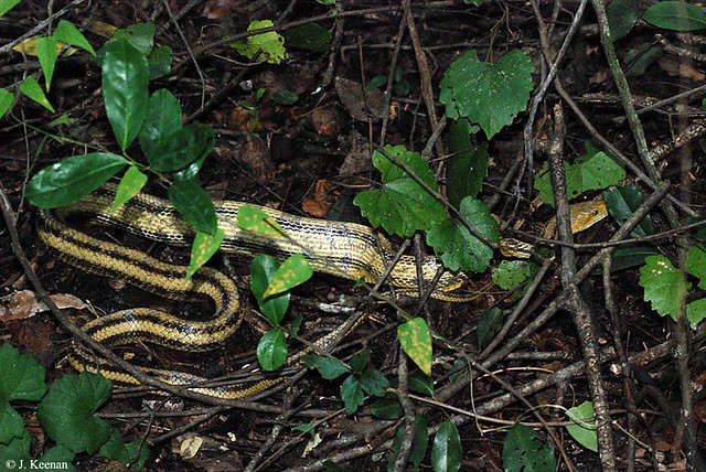 Yellow Rat Snake - Elaphe obsoleta quadrivittata, insitu.