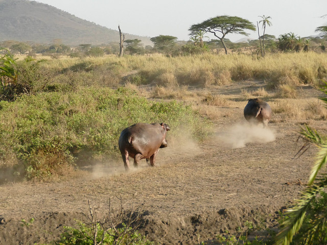 Hippopotamus running