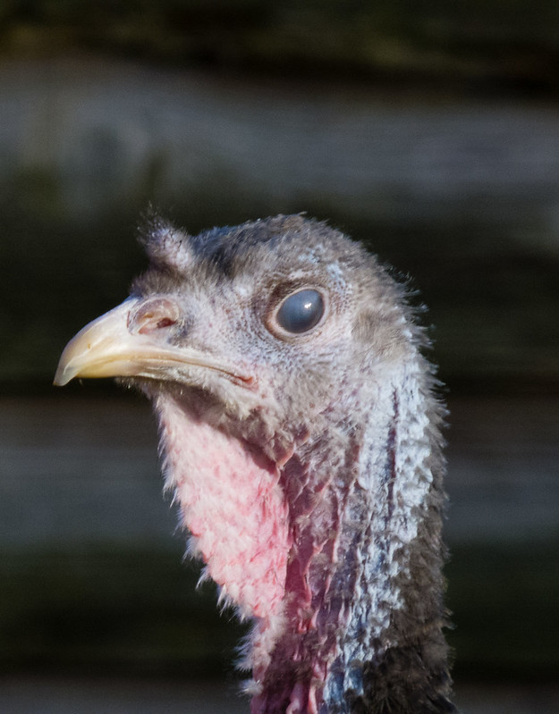 Northycote turkey - not for Christmas