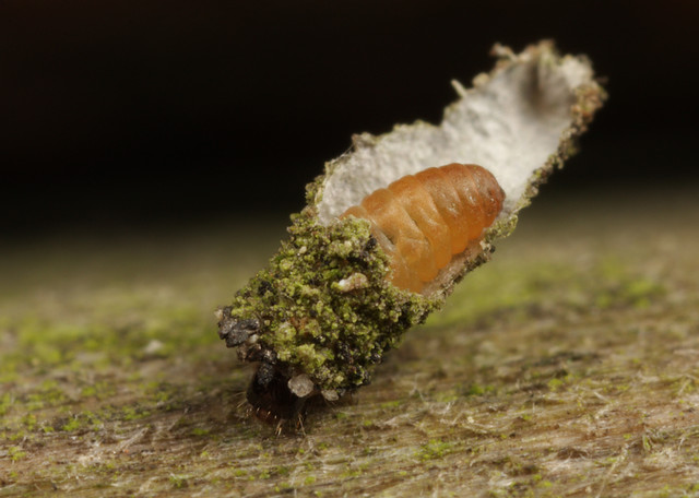 IMG_2611 Bagworm moth larva
