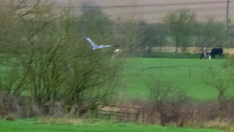 Heron, flying off