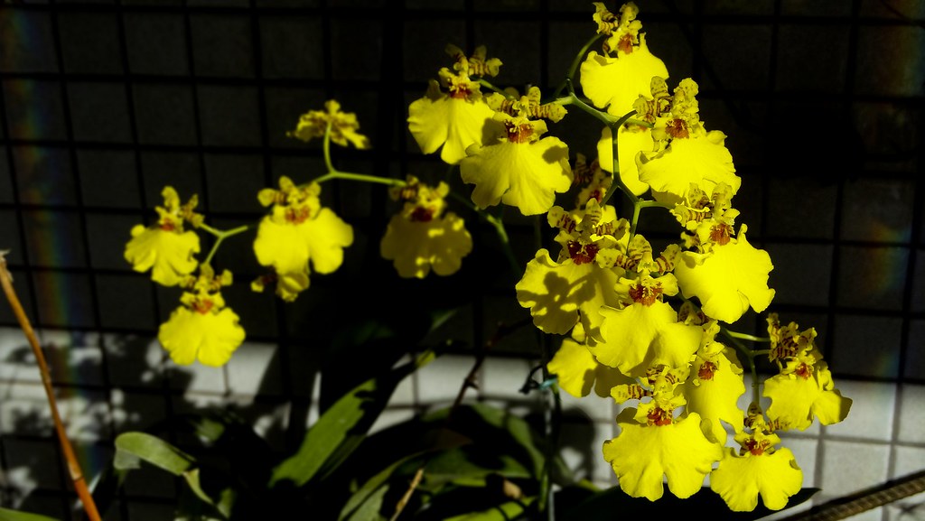 Orquídea Chuva de Ouro - Oncidium aloha iwanaga | chuva de o… | Flickr