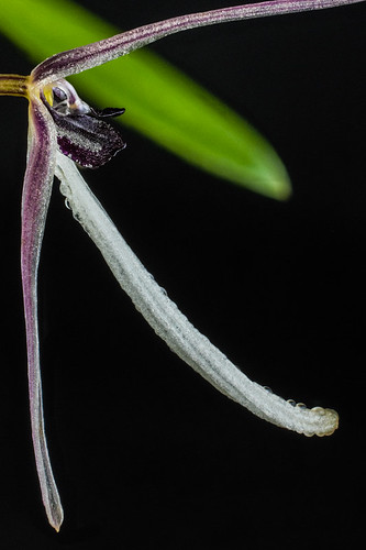 Hapalochilus Bulbophyllum ? | by Varia69