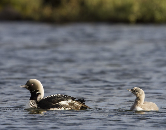 Family of pacific loons