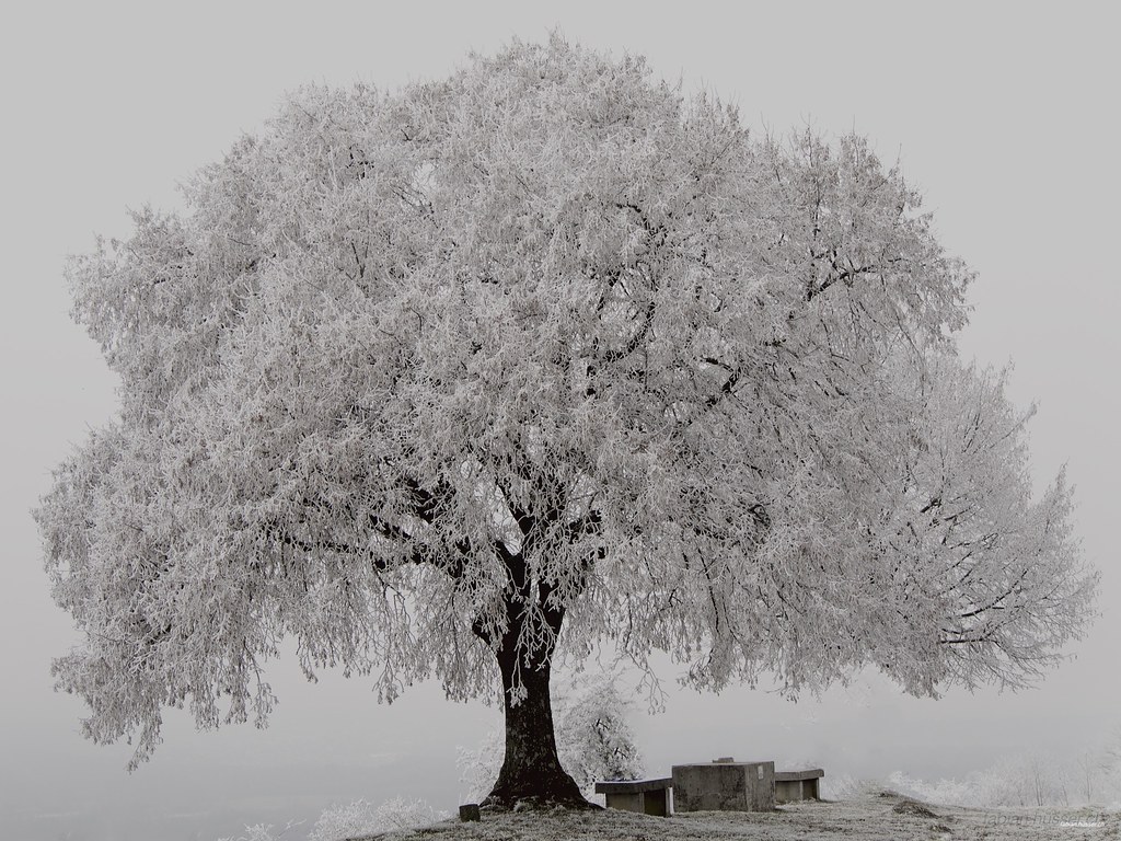 P1080333_snow_tree