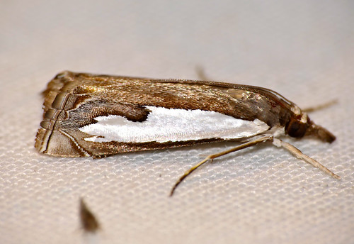 bhubesi hlane swaziland crambidae moth classeya classeyabicuspidalis taxonomy:binomial=classeyabicuspidalis