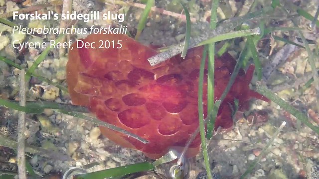 Forskal's sidegill slug (Pleurobranchus forskalii)