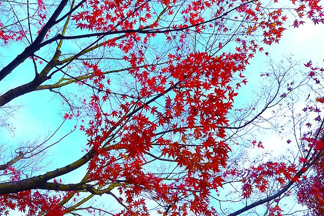 Autumn in Kyoto：红叶在京都
