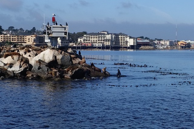 Sea lions in Monterey Bay