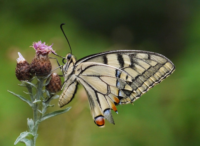 Swallowtail (Papilio machaon), Foret Domaniale de Rialsesse