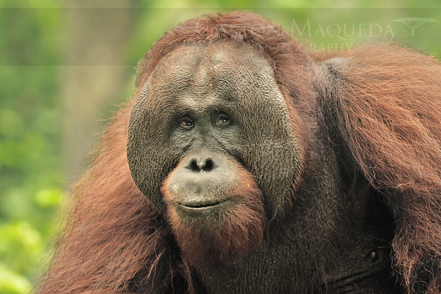 Orangutan De Borneo - Tanjung Puting NP - Indonesia