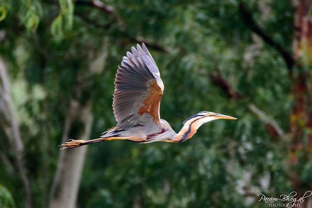 Purple Heron in Flight (_DSF2413)