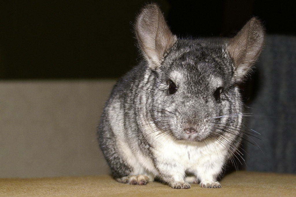 Chinchilla