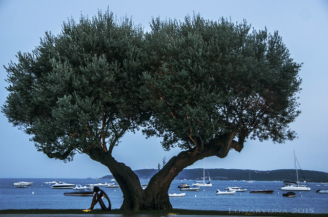the couple of loving trees in the Bay of St. Tropez