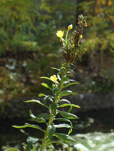 Sara Rall common evening primrose | Sara Rall | Flickr