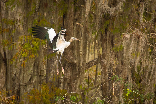 Stork Cleared for Landing