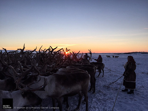 travel sunset snow cold expedition reindeer adventure explore siberia herd nomadic nenets secretcompass