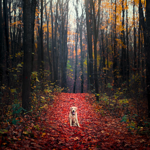 fall autumn forest leaves red yellow trees woods outdoor dog dogphotography labrador