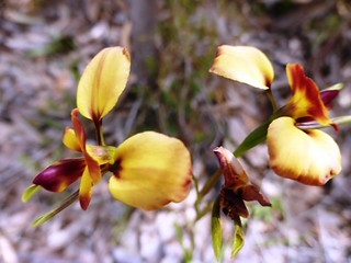 2015 0929 Barossa Goldfields walk with nature (23) Diuis o… | Flickr